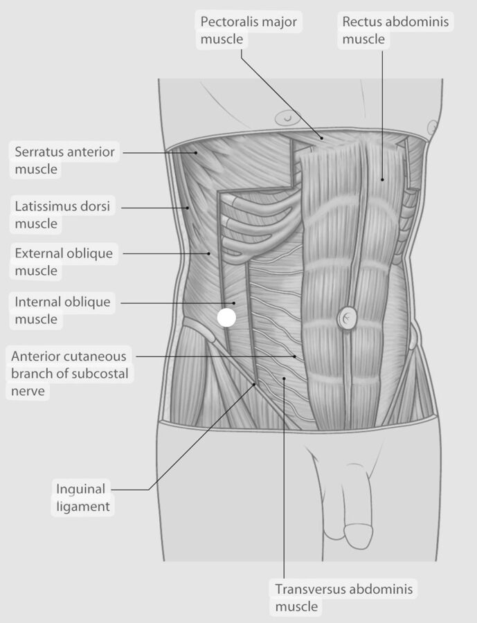 Yorkshirehernia Understanding The Abdominal Wall